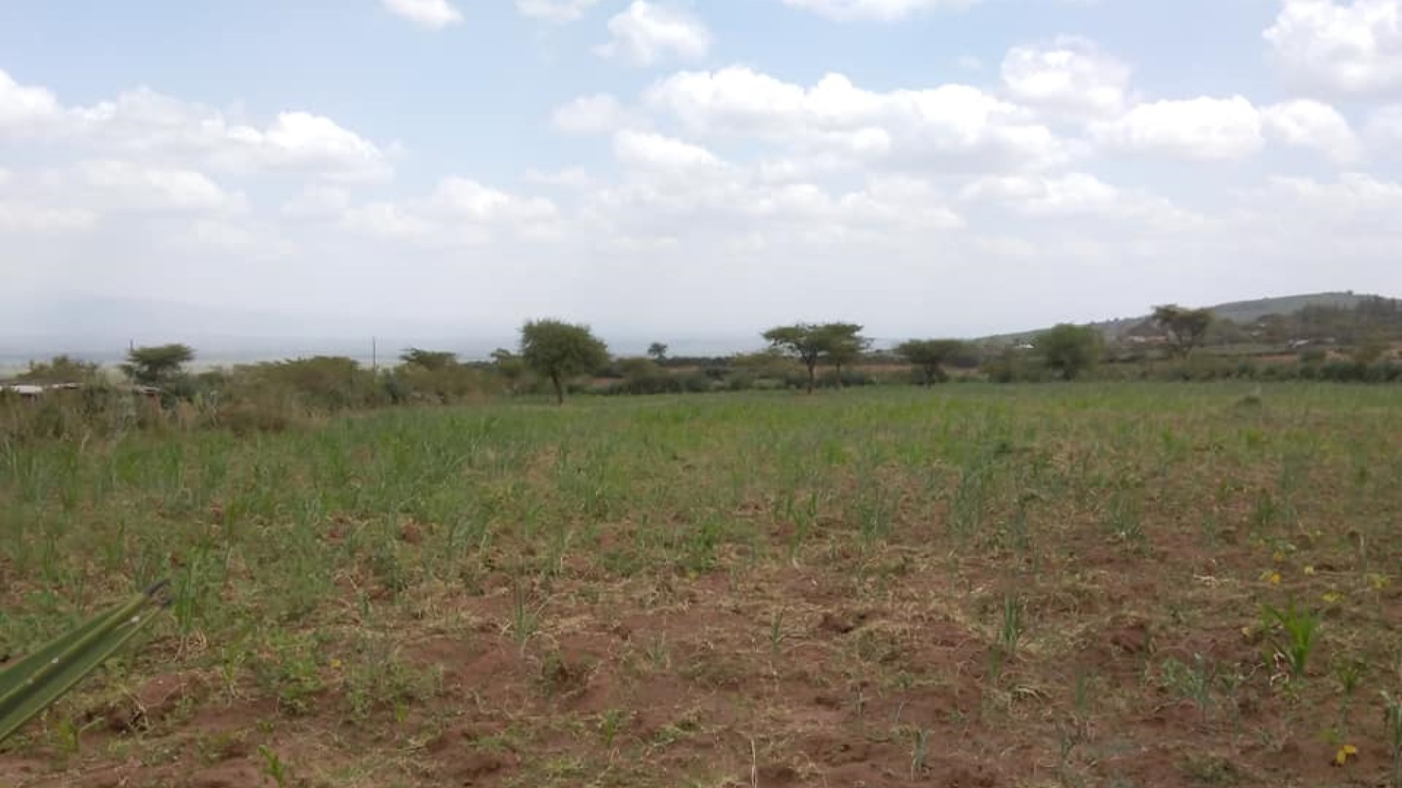 Current farmers field in Lomolo A